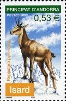 Pyrenean Chamois (Rupicapra rupicapra pyrenaica)