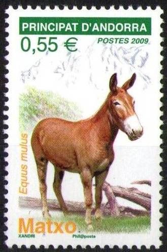 Mule (Equus asinus x Equus caballus)