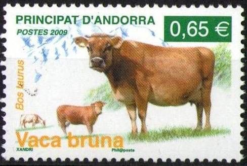 Pyrenaen Cow (Bos primigenius taurus)