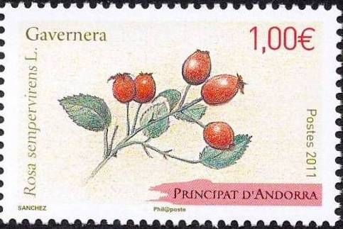 Rosa sempervirens