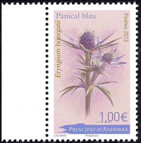 Eryngium bourgatii
