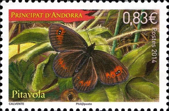 Autumn Ringlet (Erebia neoridas)