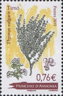 Thymus vulgaris