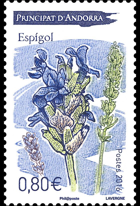 Lavender