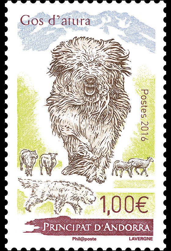 Berger des Pyrenees (Canis lupus familiaris)