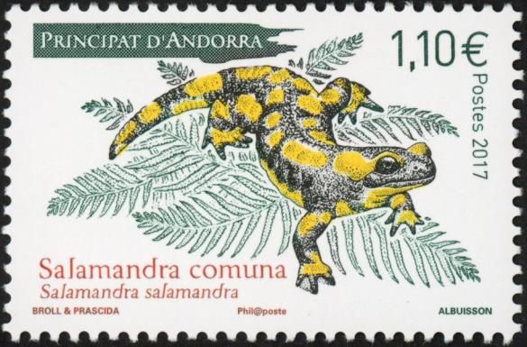 Fire Salamander (Salamandra salamandra)