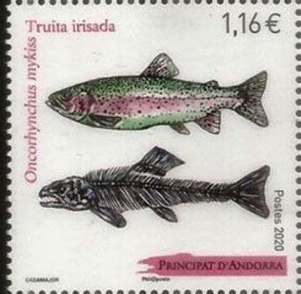 Rainbow Trout (Oncorhynchus mykiss)