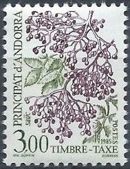 Black Elder (Sambucus nigra)