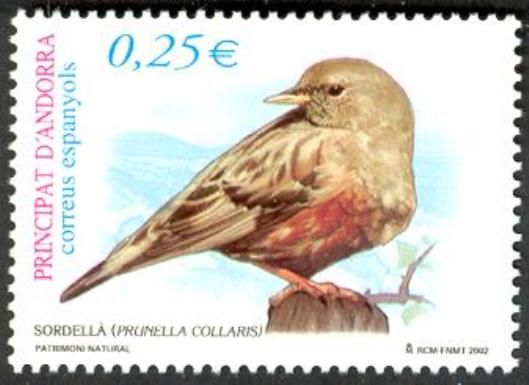 Alpine Accentor (Prunella collaris)
