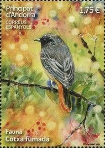 Black Redstart (Phoenicurus ochruros)