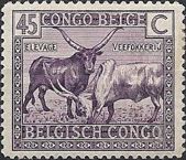 Watussi Cattle (Bos primigenius taurus)