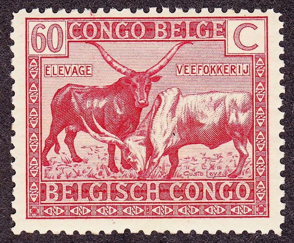 Watussi Cattle (Bos primigenius taurus)