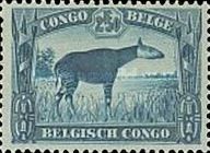 Okapi (Okapia johnstoni)
