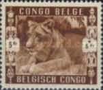 Lion (Panthera leo)