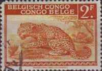 Leopard (Panthera pardus) - bilingual Priority Dutch