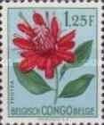Protea lemairei
