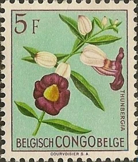 Thunbergia lancifolia