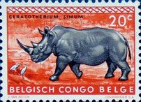White Rhinoceros (Ceratotherium simum)