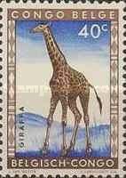 Northern Giraffe (Giraffa camelopardalis)