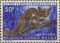 Brown Greater Galago (Otolemur crassicaudatus)