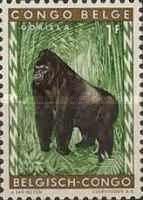 Eastern Gorilla (Gorilla beringei)