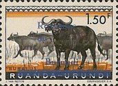 African Buffaloes (Syncerus caffer)