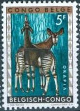 Okapi (Okapia johnstoni)
