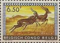 Impala (Aepyceros melampus)