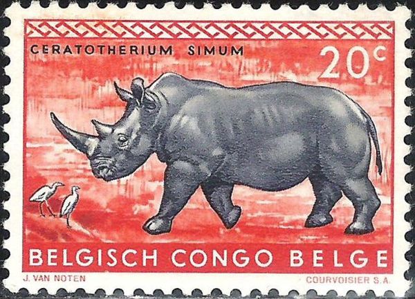White Rhinoceros (Ceratotherium simum)