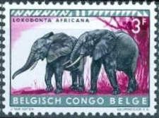African Bush Elephants (Loxodonta africana)