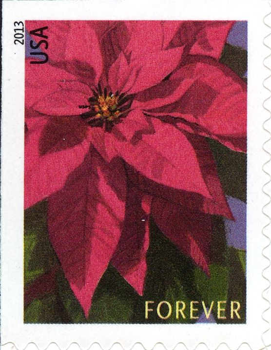 Poinsettia Plant - Large