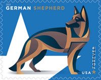 German Shepherd (Canis lupus familiaris)
