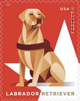 Labrador Retriever (Canis lupus familiaris)