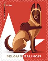 Belgian Malinois (Canis lupus familiaris)