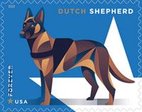 Dutch Shepherd (Canis lupus familiaris)