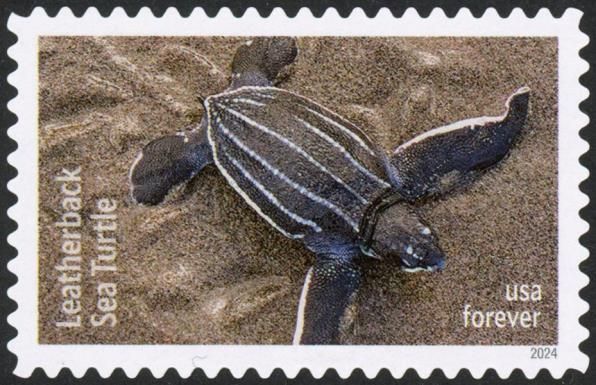 Leatherback Sea Turtle (Dermochelys coriacea)