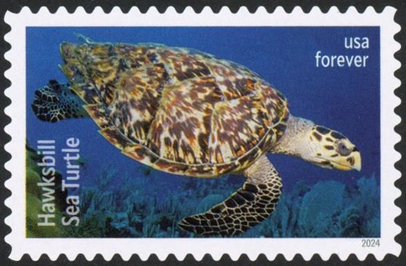 Hawksbill Sea Turtle (Eretmochelys imbricata)