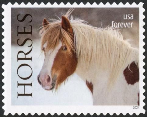 White Horse with Brown Spots
