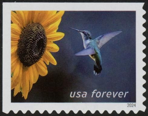 Ruby-throated Hummingbird and Sunflower