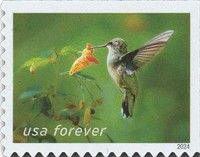 Ruby-throated Hummingbird and Spotted Touch-me-not