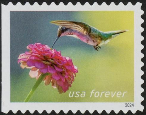 Ruby-throated Hummingbird and Zinnia
