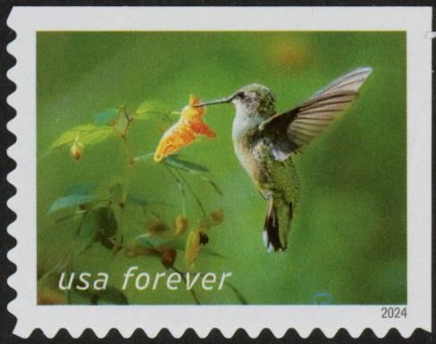Ruby-throated Hummingbird and Spotted Touch-me-not