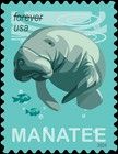Manatee (Trichechus sp)
