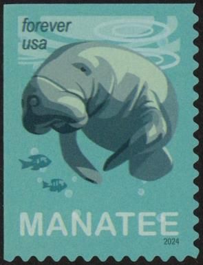 Manatee (Trichechus sp)
