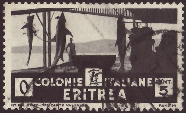 Shark drying
