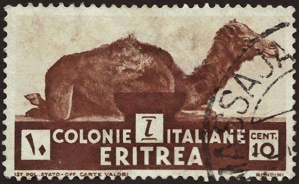 Dromedary (Camelus dromedarius)