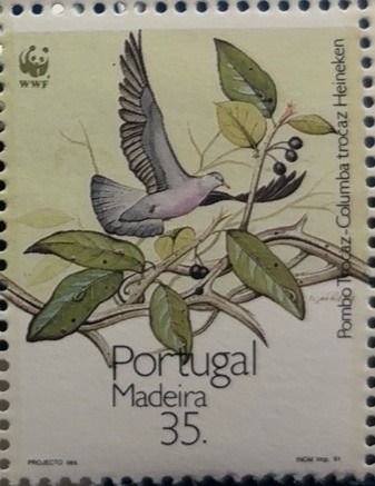 Trocaz Pigeon (Columba trocaz)