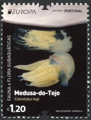 Mauve Stinger (Pelagia noctiluca)