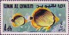 Blackback Butterflyfish (Chaetodon melanotus)