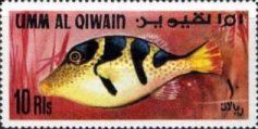 Sharpnose Pufferfish (Canthigaster cinctus)